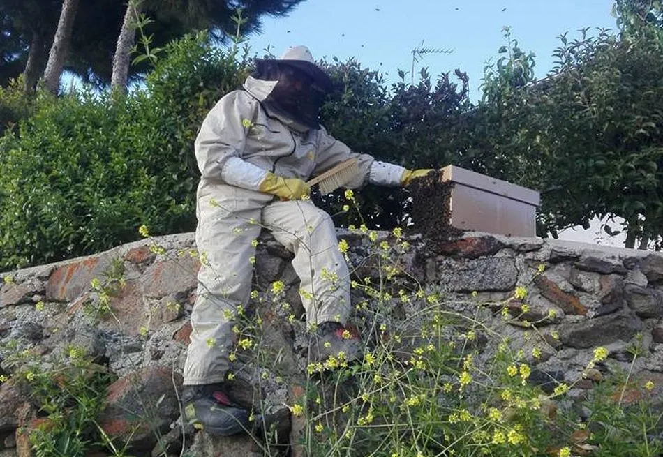 Uno de los bomberos de Guijuelo retirando el enjambre ubicado en Gallegos de Solmirón Fotos: Bomberos Guijuelo