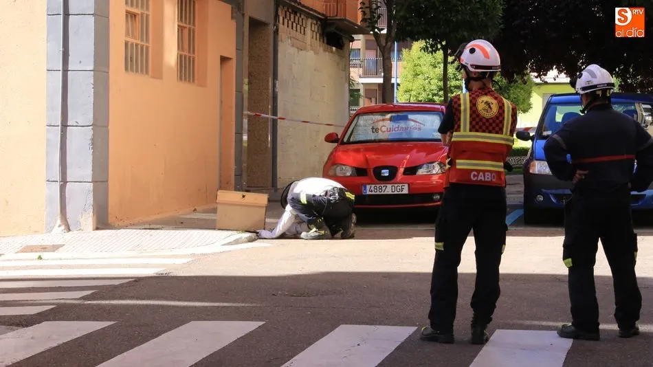 Un instante de la recogida del enjambre por parte de los Bomberos. Fotos: Alberto Martín