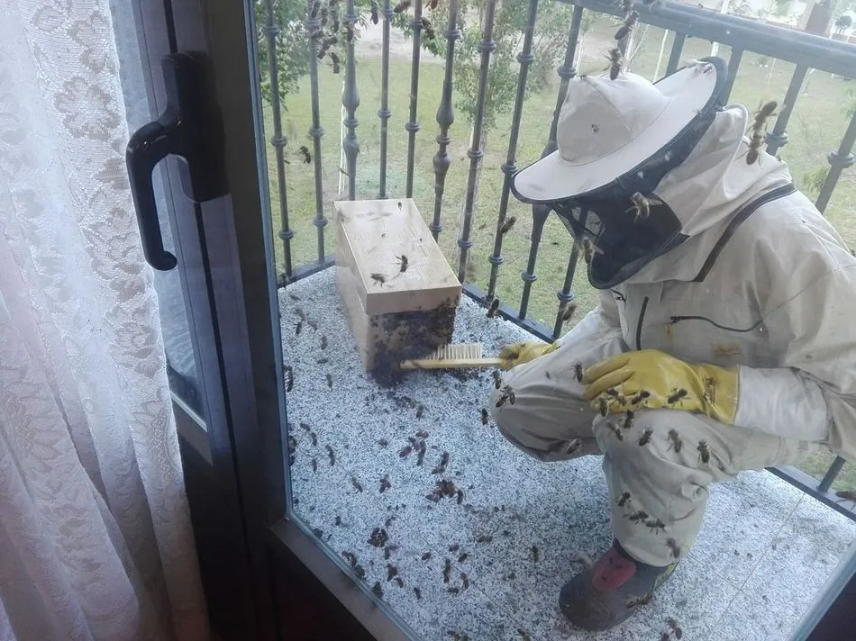 Uno de los bomberos de Guijuelo retirando las abejas de un balcón en El Tejado Fotos: Bomberos Guijuelo