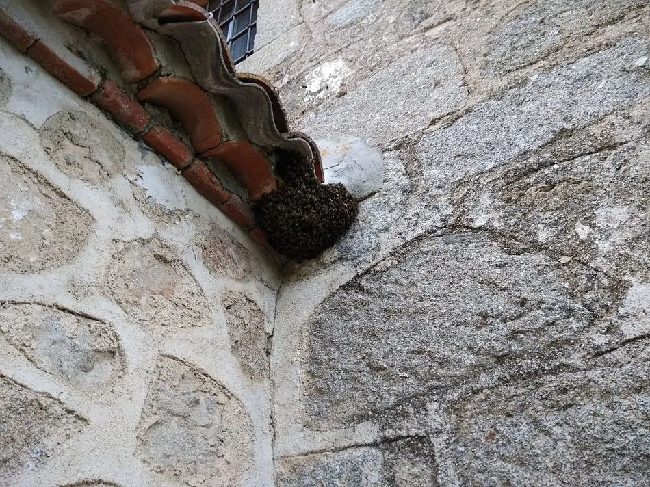 Octava colmena de abejas retirada en El Tejado