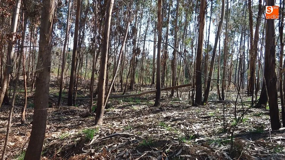 El verde se abre paso entre la negrura/ Foto: Raquel Martín-Garay