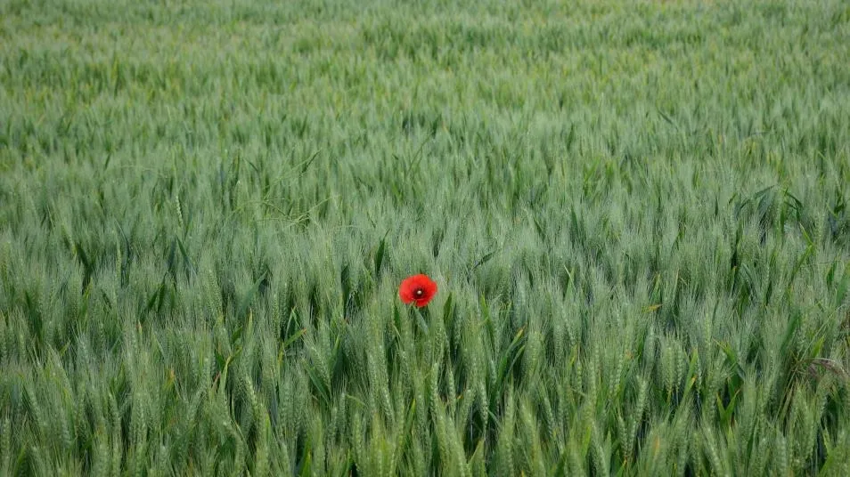 La multitud de las espigas