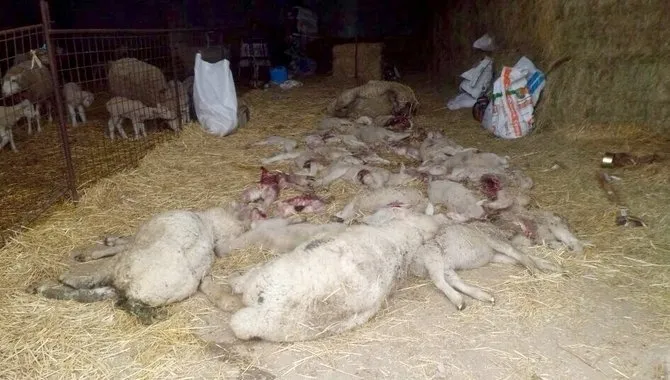 Ovejas muertas por ataques del lobo en Sobradillo