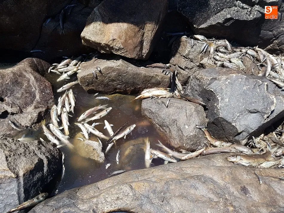 Centenares de peces perecen entre las rocas cerca del salto de San Fernando