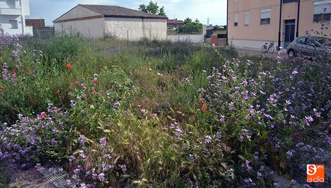 El Ayuntamiento da un plazo de 30 días a los dueños de los solares descuidados antes de comenzar un proceso sancionador