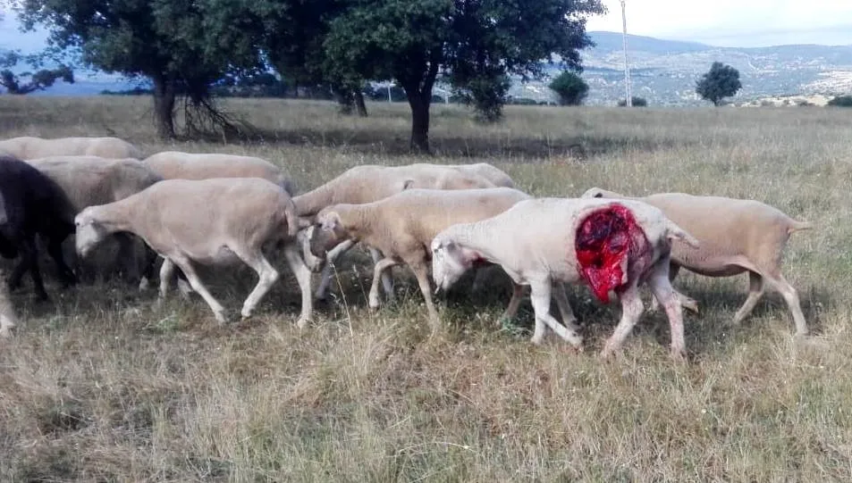 Una de las ovejas heridas en el rebaño de esta explotación en Cespedosa de Tormes