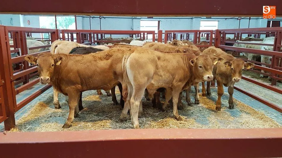 Casi 3.200 cabezas de ganado llenaban el recinto del mercado este lunes