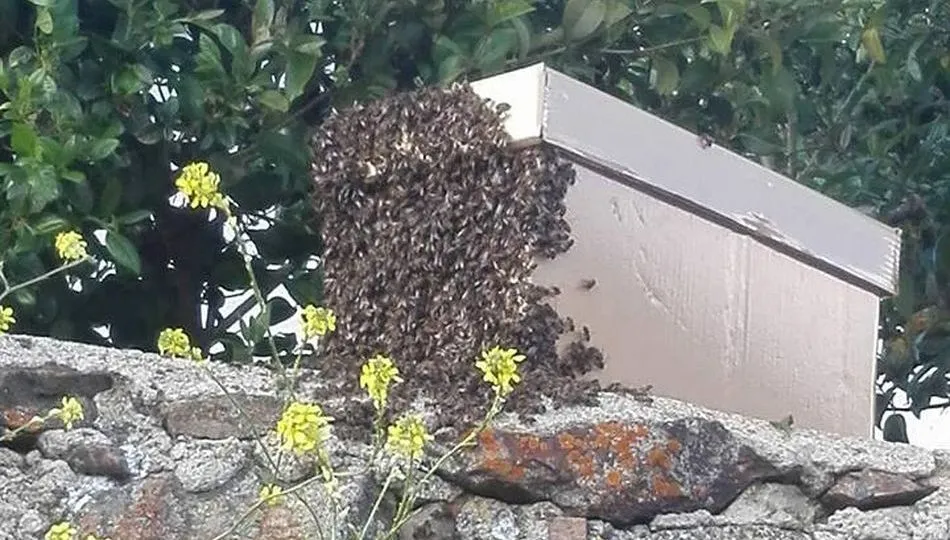 Las abejas atacaron al ciclista