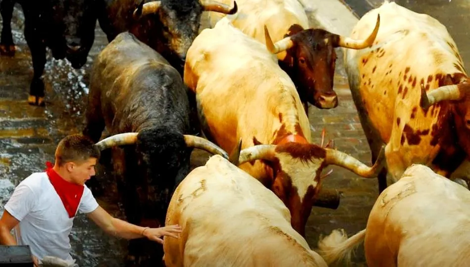 Los toros cárdenos de José Escolar dieron buen juego en las calles de Pamplona