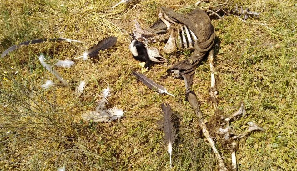 Restos del ataque de buitres en la explotación de Horcajo Medianero