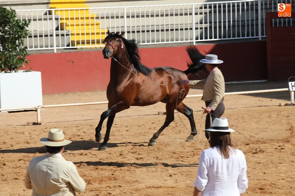 El recinto ferial ha acogido este viernes la primera jornada de concursos. Foto: Alberto Martín