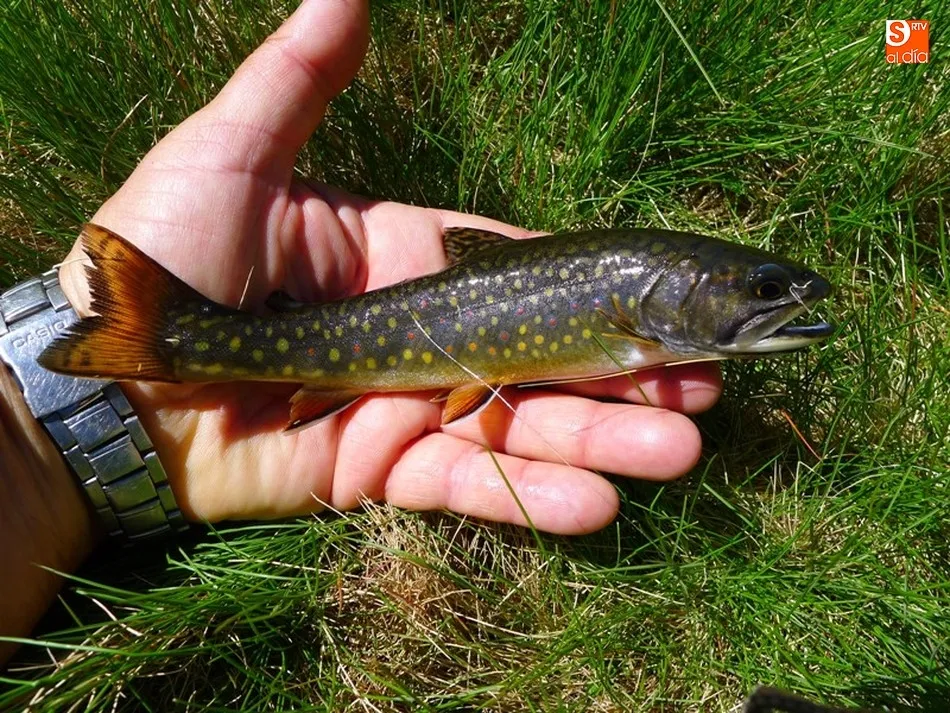 Salvelinos en las cumbres de Gredos  