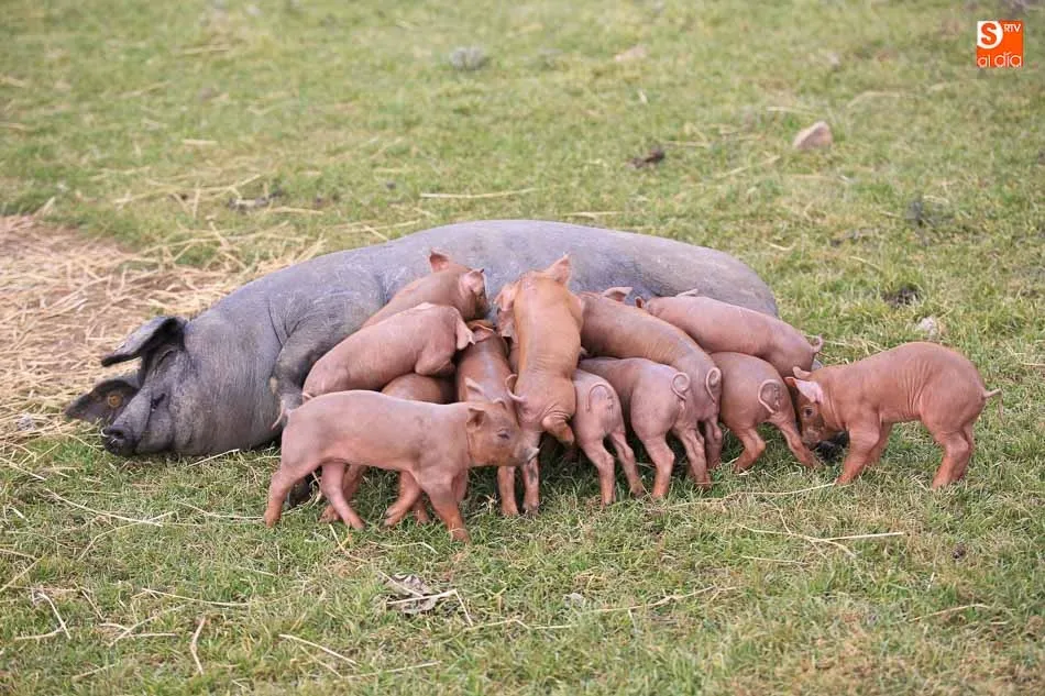 Productores de ibérico piden al Ministerio cambios en la norma. Foto: Alberto Martín