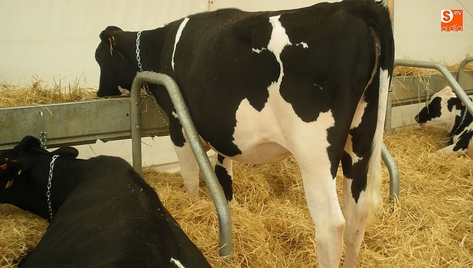 La venta a granel de leche de vaca ha estado prohibida casi 30 años