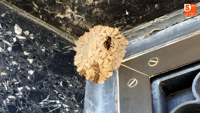 Los Bomberos retiraban este lunes un nido  de avispa alfarera en Ronda de las Cruces