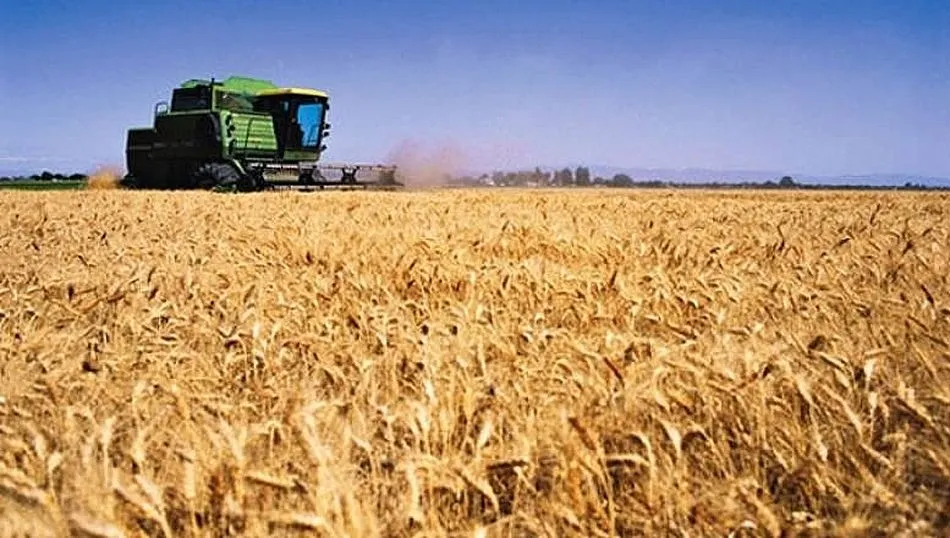 Cosechando una parcela de cereal