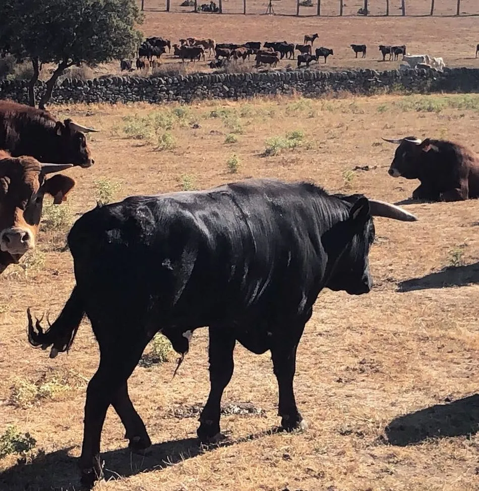 Valrubio e Ignacio López-Chaves, ganaderías para los festejos de San Roque en Villarino  