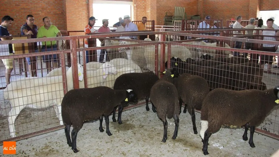 El ovino, con razas como la assaf y la castellana negra, también será protagonista en la feria | CORRAL