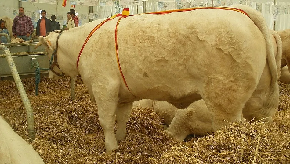 ‘Habana’, vaca de dos años, del salmantino Alberto Martín,  la campeona joven de la edición de 2017