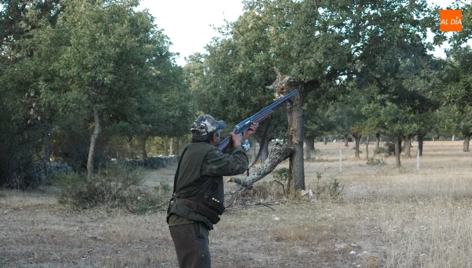 El descenso de las poblaciones de tórtola ha obligado a reducir su cupo a cuatro ejemplares