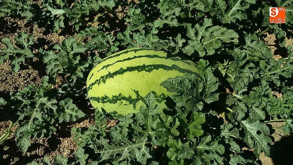 El precio de la sandía se dispara de la huerta a la mesa multiplicando su precio un 940%