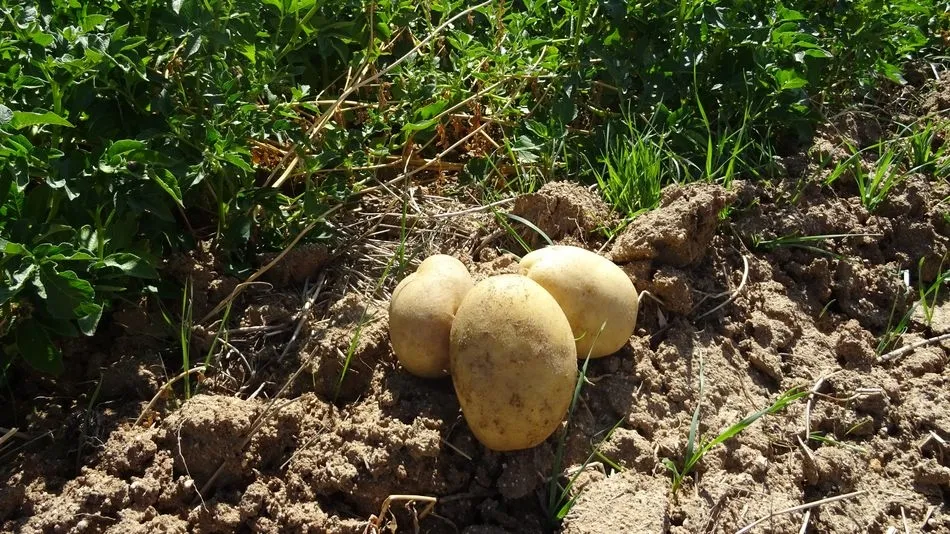 ASAJA Salamanca solicita a la Diputación que informe sobre los precios de la patata