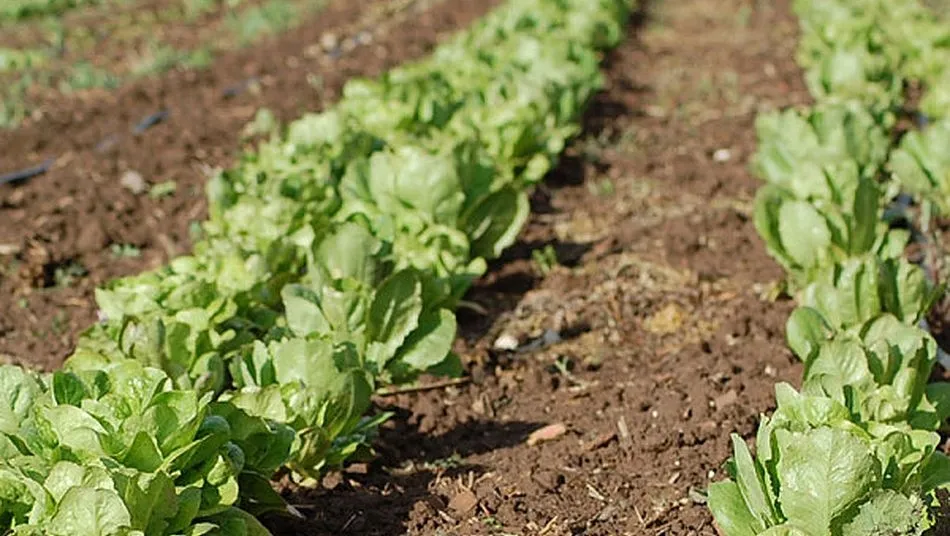 La OPA denuncia importantes daños de la fauna salvaje en cultivos