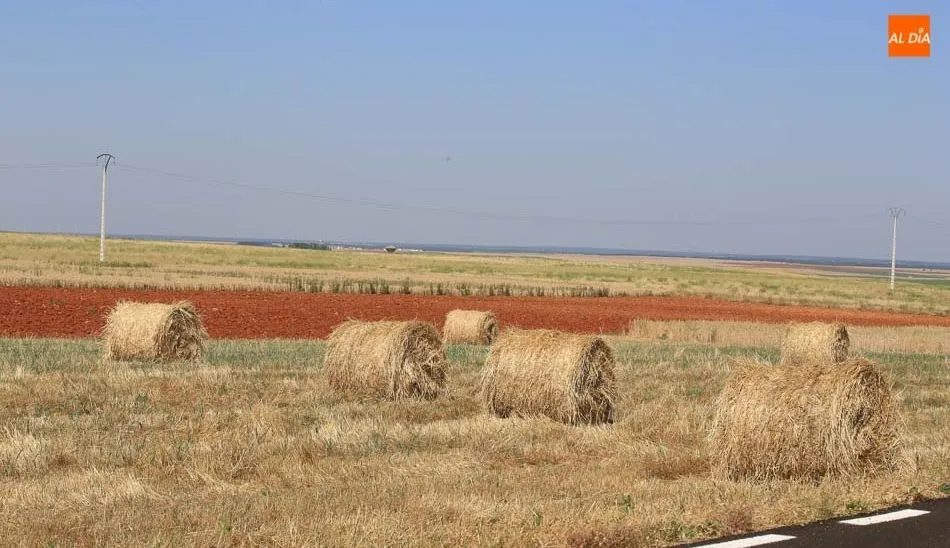 Paja empacada en una parcela de Salamanca. Foto: Alberto Martín