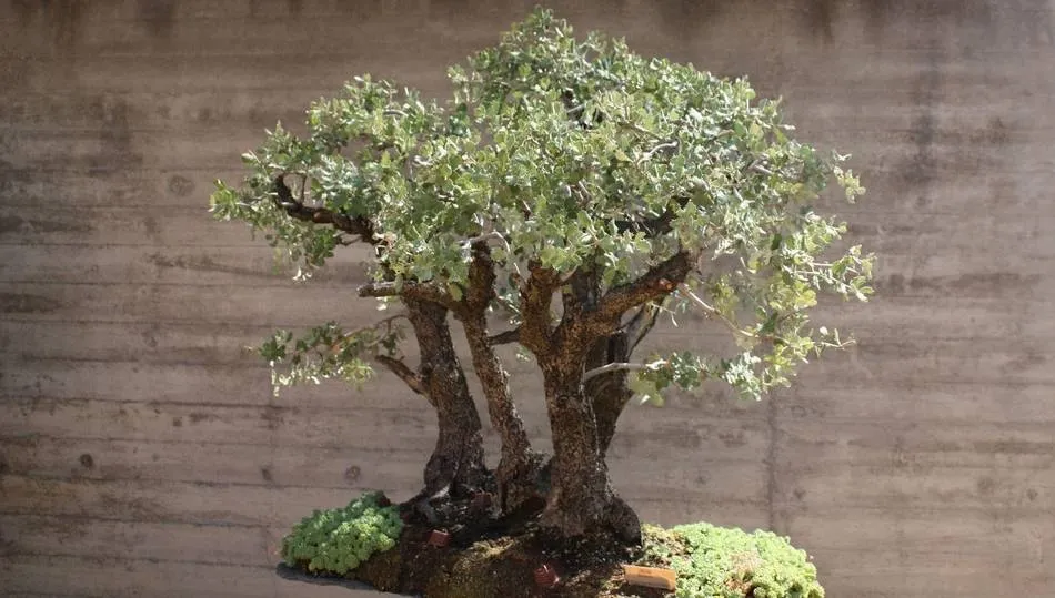 Bonsái de encina