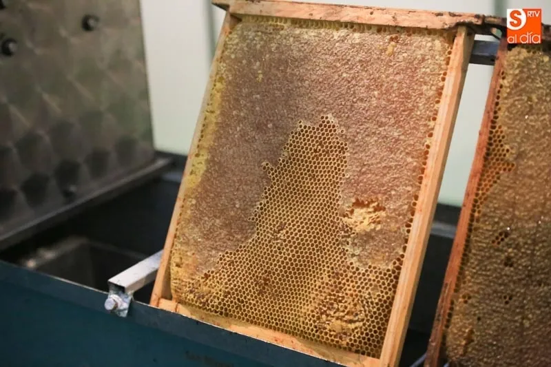 COAG pide al Ministerio mejorar la investigación para frenar la mortandad de millones de abejas