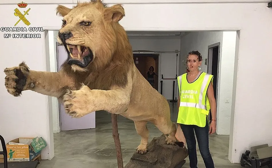 Recuperado un león africano macho, adulto y en perfecto estado, naturalizado por taxidermia