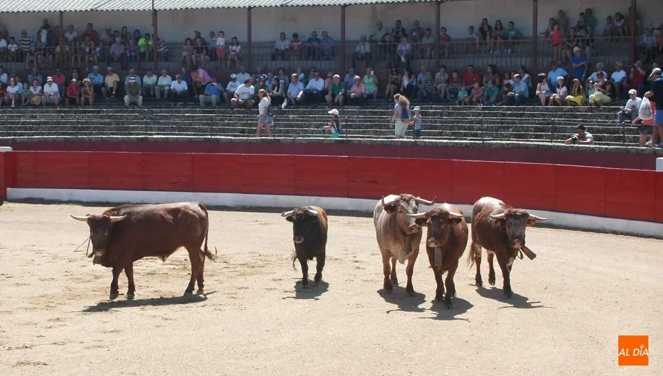 Gran expectación en el desenjaule de la corrida de Padilla, Castella y Lean Vicens en Vitigudino  