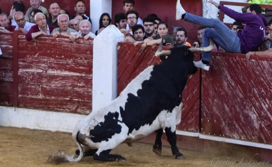 Momento en que el  astado coge a un joven en el encierro. Foto: Gustavo Lehman