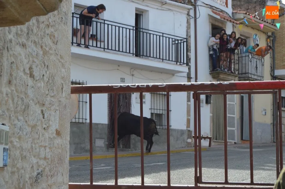 Momento en el que el novillo entra en la vivienda / J. M. A.