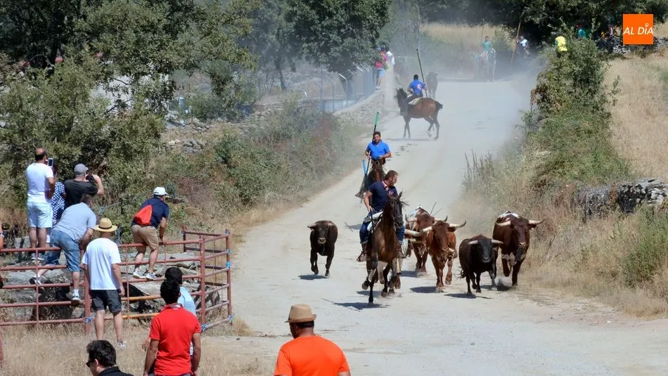 Uno de los novillos se vuelve al inicio del recorrido / E. Corredera