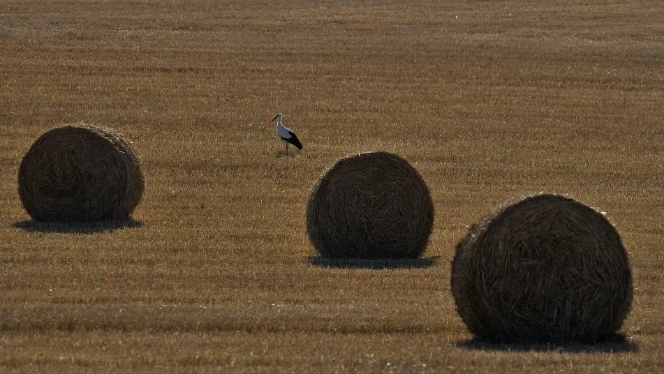 Dueña del cielo y de la tierra