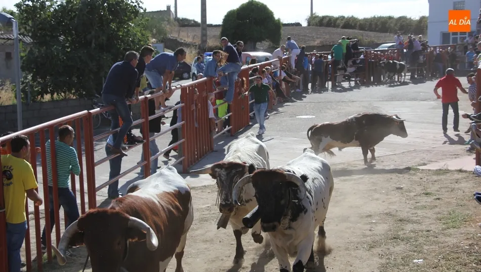 Los encierros con dos novilladas de Valrubio serán los días 1 y 2 de septiembre / CORRAL