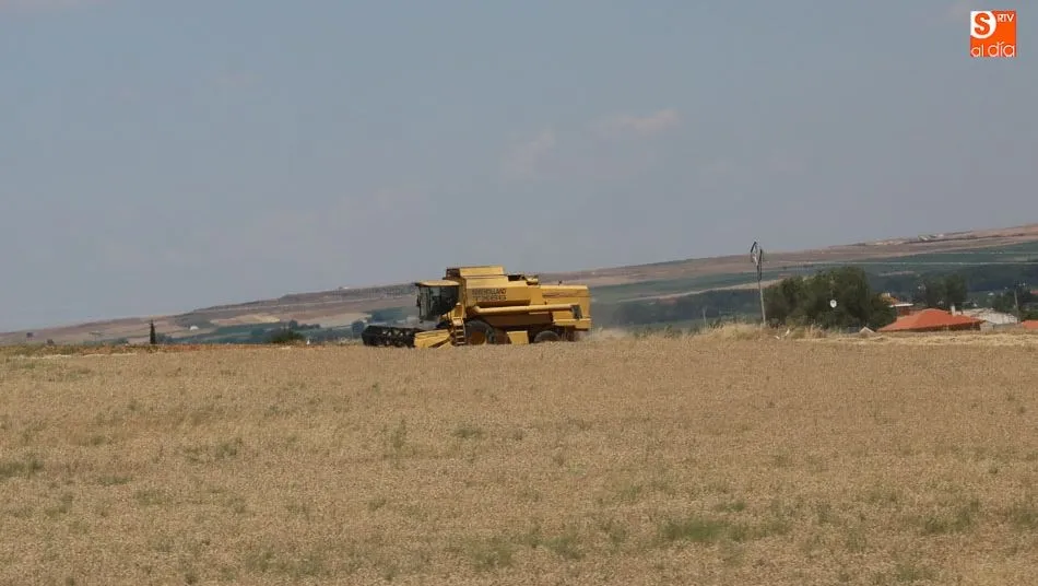 Todo apunta a que el precio de los cereales seguirá al alza. Foto: Alberto Martín
