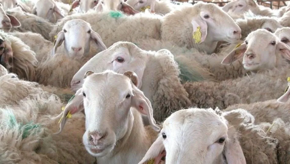 Sigue el cierre de explotaciones de ovino de leche en Castilla y León