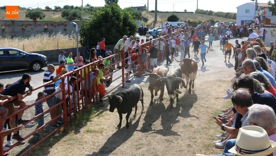 El primer encierro de las fiestas resultó entretenido para el público / CORRAL Y MARIBEL SÁNCHEZ