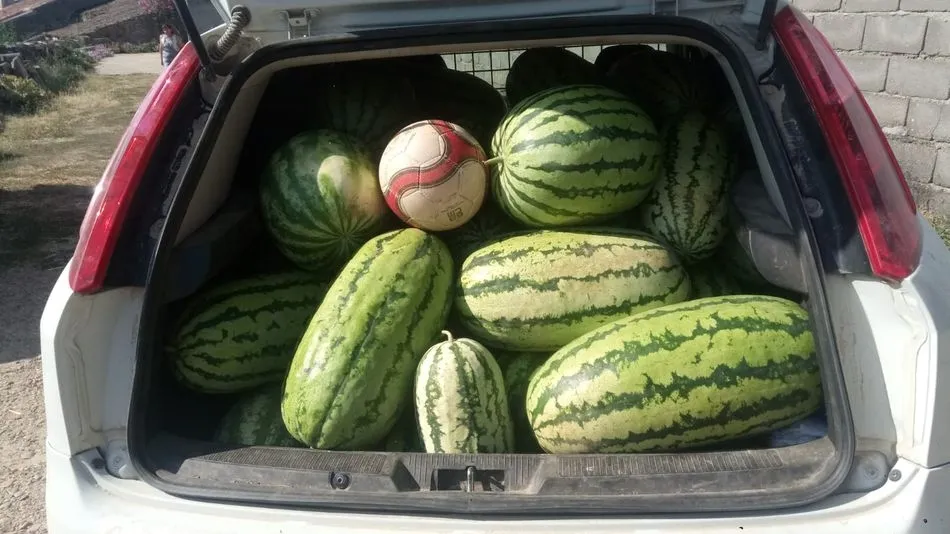 La sandía de mayor tamaño llegó a pesar 17,3 kilos