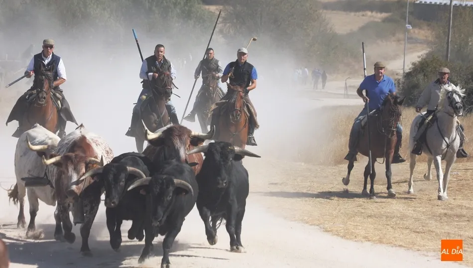 Los encierros y las novilladas son el alma de las fiestas de Bañobárez  / CORRAL