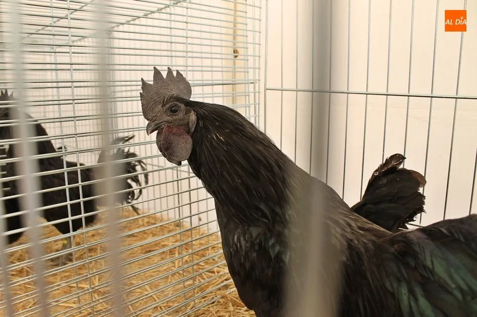 Gallina Ayam Cemani, ave totalmente negra, en la exposición de la Asociación Avícola de Alba de Tormes