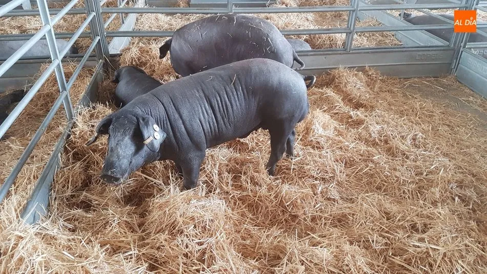 Segunda jornada de Salamaq con un encuentro profesional de porcino ibérico