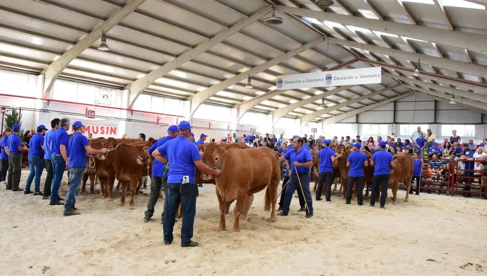 Las novillas, protagonistas de la jornada inicial del concurso de la raza limusina