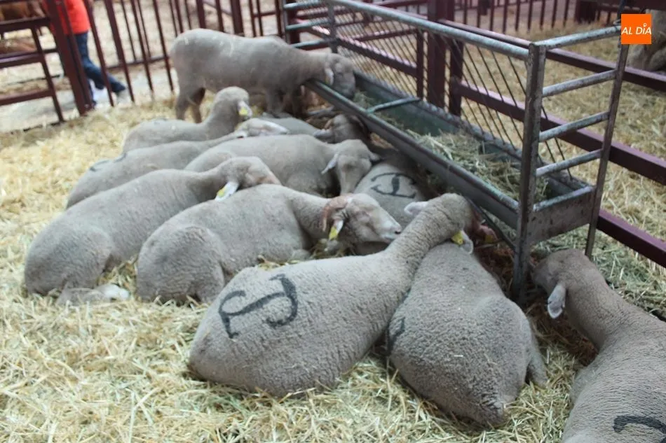 La hora de la siesta, en Salamaq