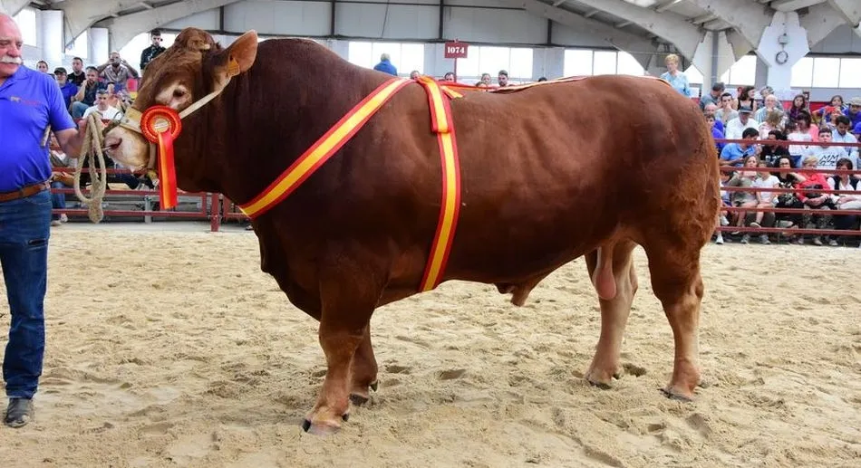 ‘Lil’ de Más Bovi, campeón de la raza