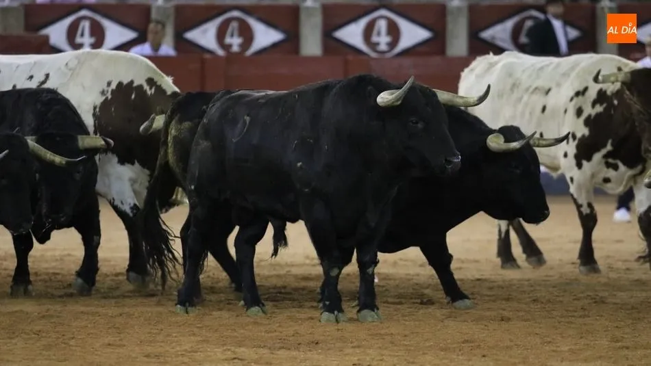 Toros de El Puerto de San Lorenzo durante el desenjaule. Foto: Miguel Hernández