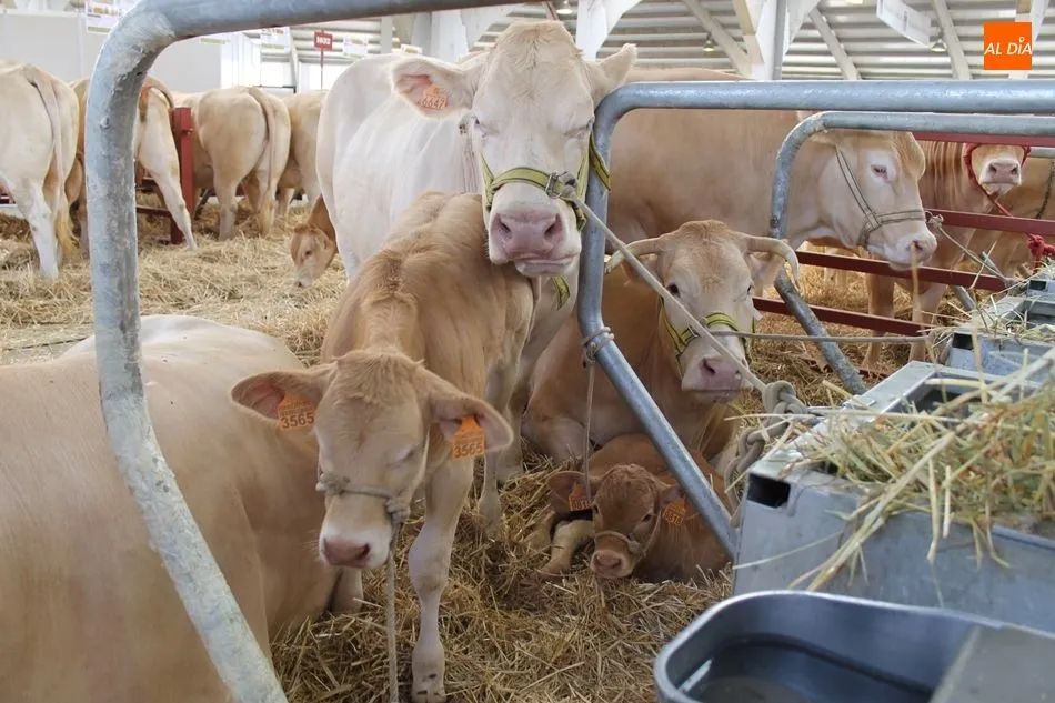 Salamaq18 se despide tras cinco intensas jornadas