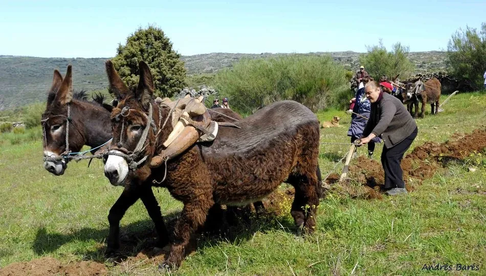 Arando con una pareja de burros en Villalcampo (Zamora)